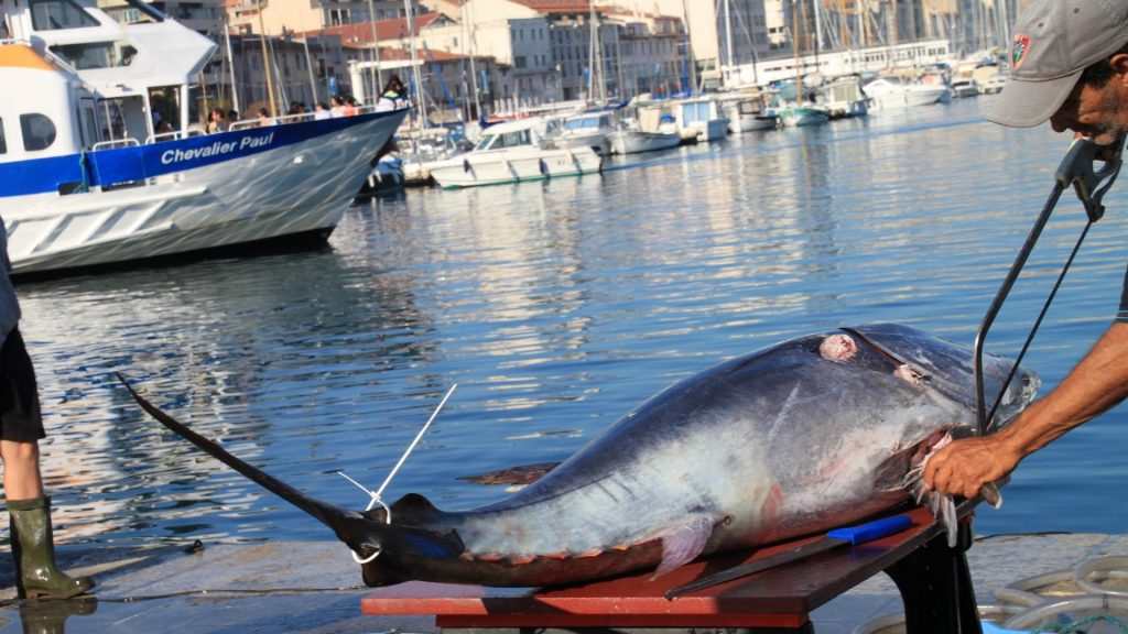 ONU enfatiza prejuízos da pesca excessiva no Dia Mundial do Atum