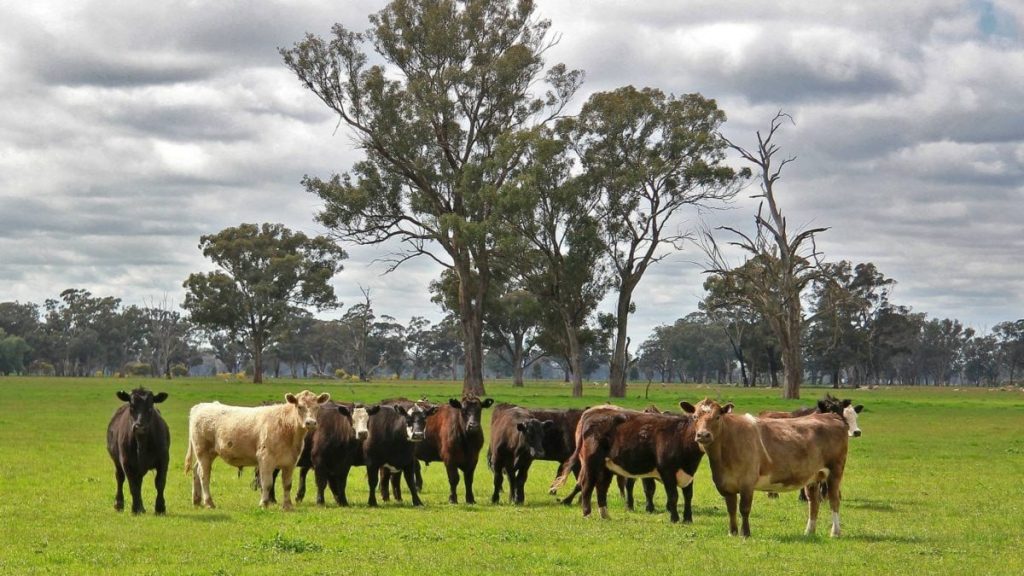 FAO cobra nova abordagem para avaliar impacto da saúde animal nas mudanças climáticas