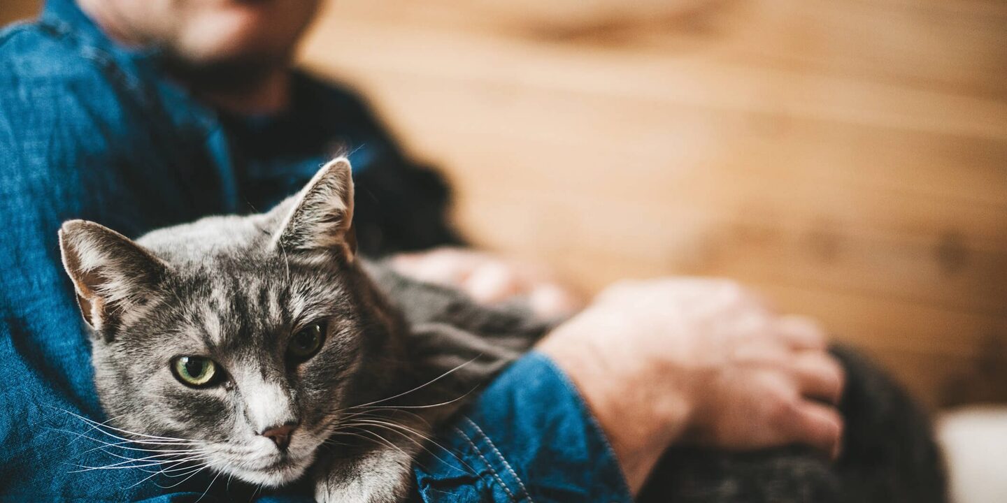 Felinos lideram preferência entre tutores, registra programa de adoção de pets