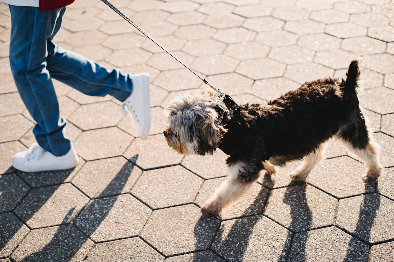 Conheça 5 aplicativos gratuitos que facilitam a vida de quem tem pet